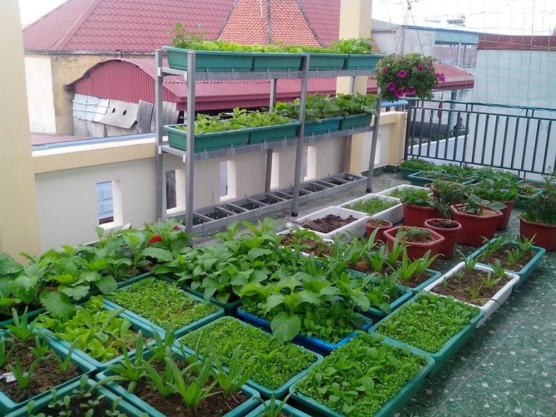 trồng rau xanh trên sân thượng nhà phố