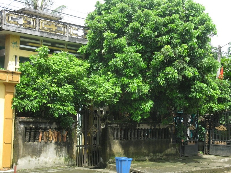 Cổng nhà đối diện với cây to